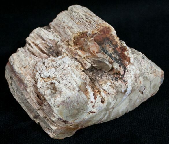 Polished Petrified Wood Limb - Madagascar #6847